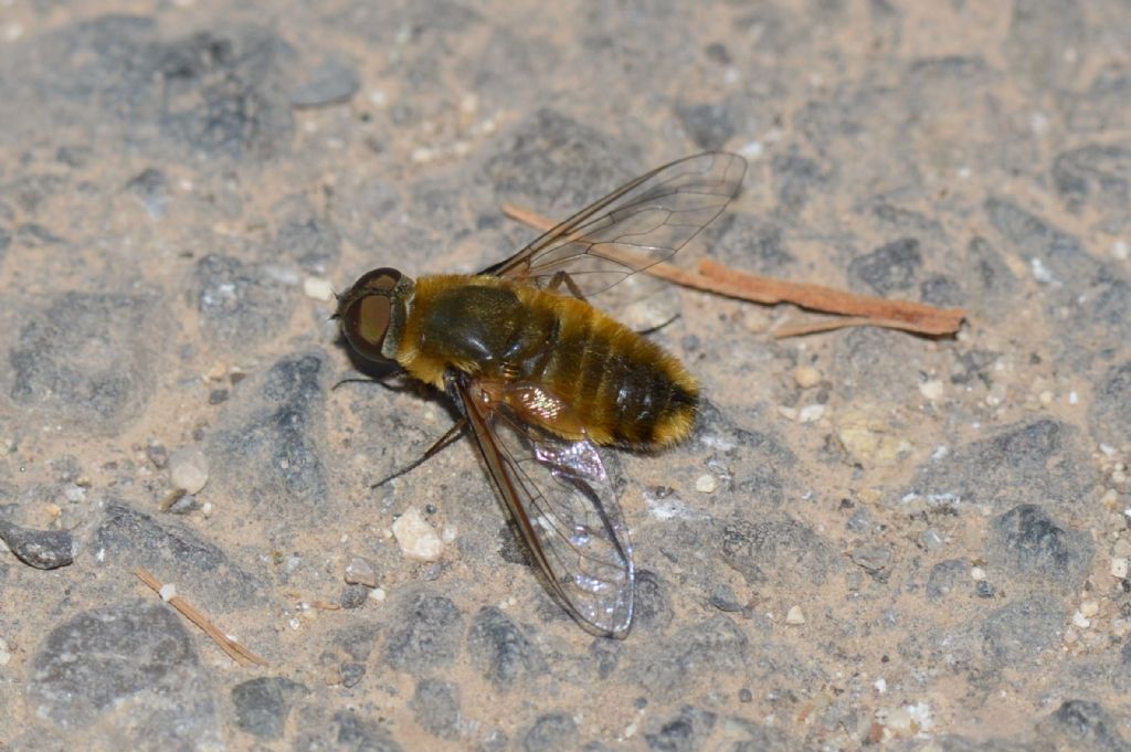 Villa hottentotta ?.....Villa sp. (Bombyliidae)